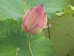 -贵州省植物园
