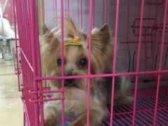 -优缇多格专业宠物美容师培训学校