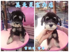 -FAELING PETS美天灵宠物(富力广场店)