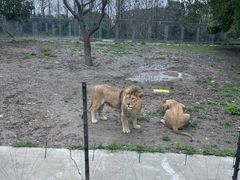 -上海野生动物园