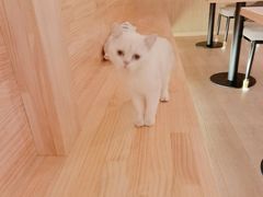 -猫腻·猫咖·撸猫馆(星光大道店)