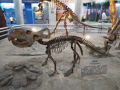 -国家自然博物馆