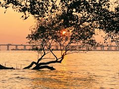 -宝安西湾红树林湿地公园