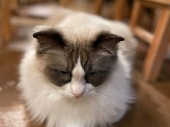 -猫猫幼稚园·撸猫·桌游·电玩