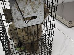 -乖乖宠物医院·猫科·急重症中心(车站北路分院)