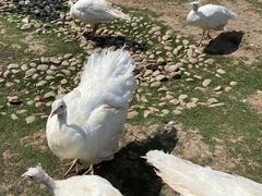 -东平国家森林公园