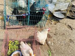 -中环花鸟鱼虫市场