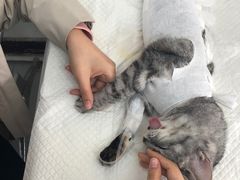 -北京观赏动物医院·24小时大型综合·猫专科·异宠专科