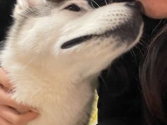 -怪兽屋·羊驼·猫咖·狗咖(俊华广场店)