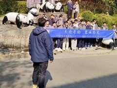 -都江堰中华大熊猫苑