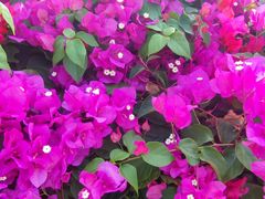 -金鸡岭桥头公园