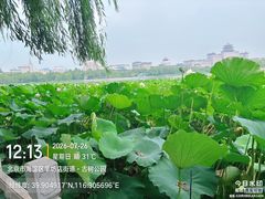 -莲花池公园