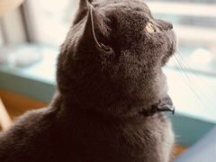 -猫在这儿猫咪咖啡馆·撸猫馆