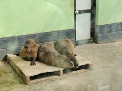 -石家庄市动物园