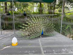 -福建鲤鱼洲酒店