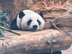 -石家庄市动物园