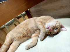 -藏猫猫咖啡主题馆(中央大道店)