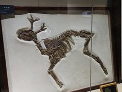 -安徽省地质博物馆