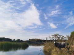 -溱湖国家湿地公园