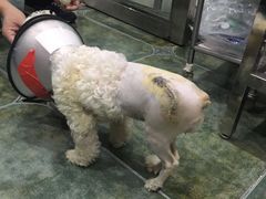 -伟伟宠物医院·CT影像中心·瑞派犬猫综合性门诊(汉口总院)