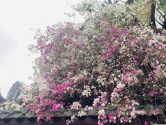 -深圳国际园林花卉博览园