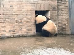 -都江堰中华大熊猫苑