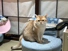 -逗柴咖啡屋·狗咖猫咖宠物桌游