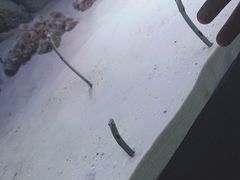 -暹罗海洋世界