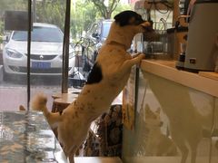 狗界绿茶-平行世界·猫咖(首经贸店)
