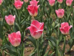 -长春公园(普阳街道)