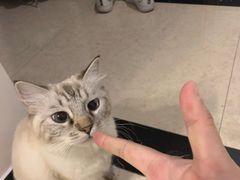 -糯米喵星人总部直营旗舰店·猫舍·幼猫出售
