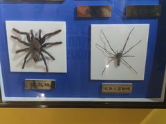 -上海昆虫博物馆