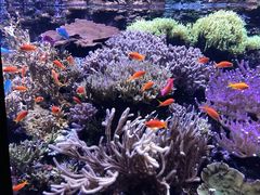 -西雅图水族馆
