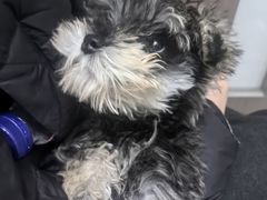 -派特宠物医院(圆融广场店)