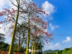 -东南花都花博园