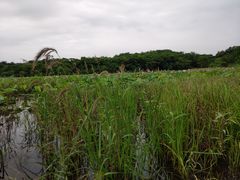 -盘龙城国家考古遗址公园