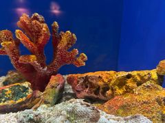 -上海海洋水族馆