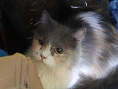 -楼上猫咖(罗湖店)