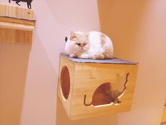-Pets First伊珊娜洗护·精致美容·家庭式寄养(新会路店)