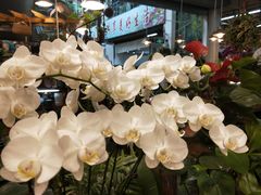 -双季花艺园艺市场(浦东店)