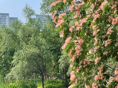 -洋湖国家湿地公园