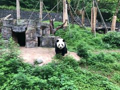 -都江堰中华大熊猫苑