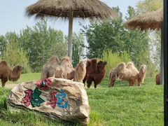 -北京野生动物园