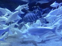 -成都浩海立方海洋公园