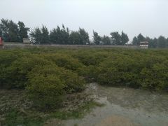 -北海金海湾红树林生态旅游区