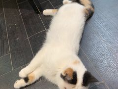 -猫色咖啡·猫咖