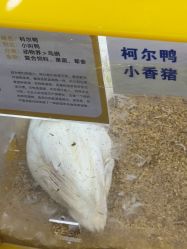 -神奇动物撸宠馆·羊驼·小浣熊·异宠(豫园店)