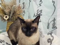 -爱洗澡的猫(望京店)