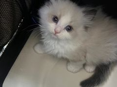 -翊宠yipet猫狗购宠庄园犬舍•猫舍