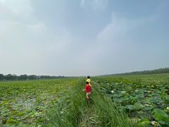 -西青郊野公园